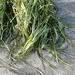 Dwarf Grass-Wrack - Photo (c) Jacqui Geux, some rights reserved (CC BY), uploaded by Jacqui Geux