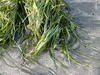 Dwarf Grass-Wrack - Photo (c) Jacqui Geux, some rights reserved (CC BY), uploaded by Jacqui Geux