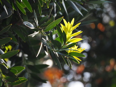 Agathis dammara