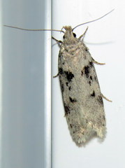 Chionodes mediofuscella