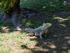 Cyclura nubila