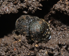 Onthophagus hecate