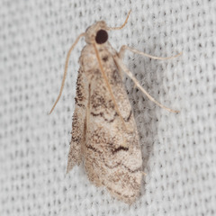 Cacotherapia flexilinealis