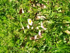 Erigeron philadelphicus