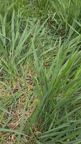 Seven-spotted Lady Beetle