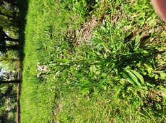 Erigeron philadelphicus