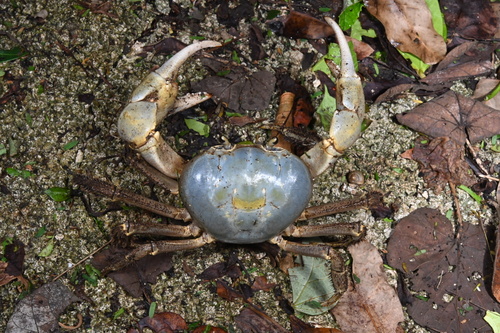 Pacific Blue Crab
