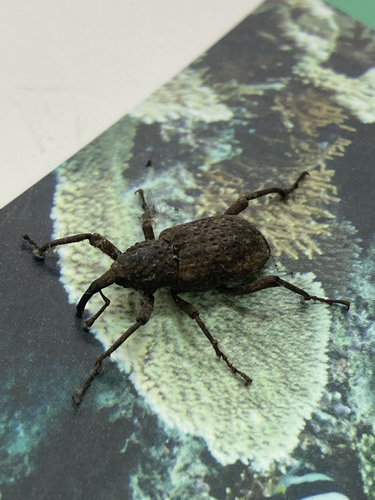 Sipalinus gigas