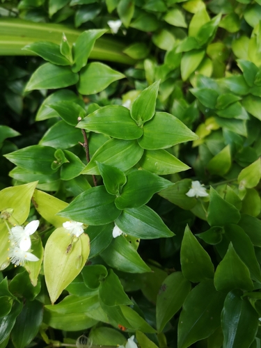 Tradescantia fluminensis