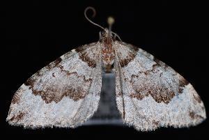 Antepirrhoe fasciata