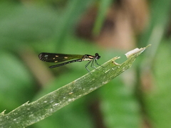 Heliocypha fenestrata