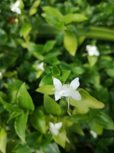 Tradescantia fluminensis