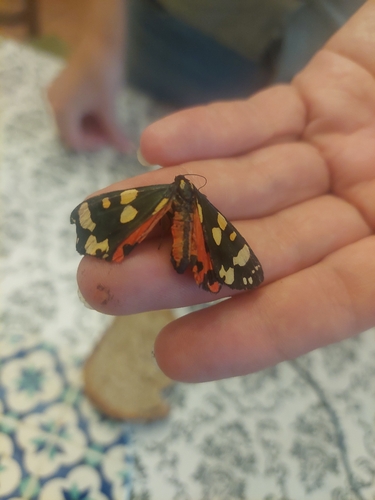 Scarlet Tiger
