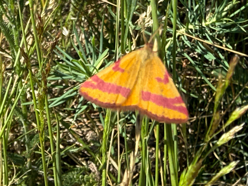 Lythria cruentaria