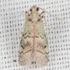 Cacotherapia flexilinealis