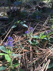 Ceanothus diversifolius