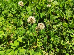 Trifolium repens