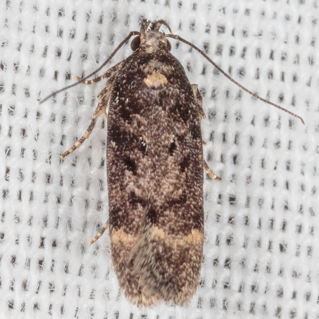 Chionodes thoraceochrella