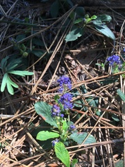 Ceanothus diversifolius