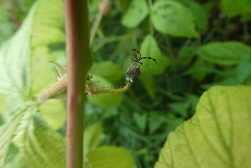 Dock Bug