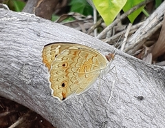 Junonia orithya