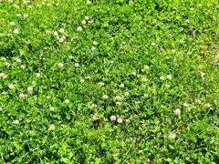 Trifolium repens