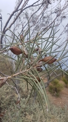 Hakea rugosa