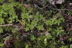 Atrichum crispum