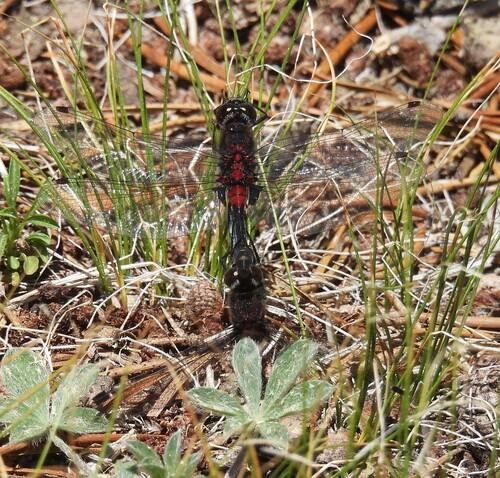 iNaturalist observation photo of Crimson-ringed Whiteface