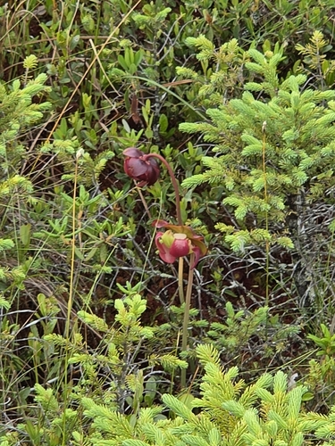 purple pitcher plant