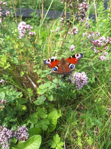 European Peacock Butterfly
