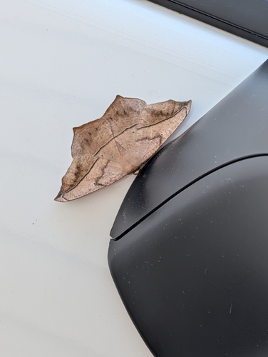 Large Maple Spanworm Moth, Agility, Millcreek Township, PA 16506, USA, photo 10 of 10
