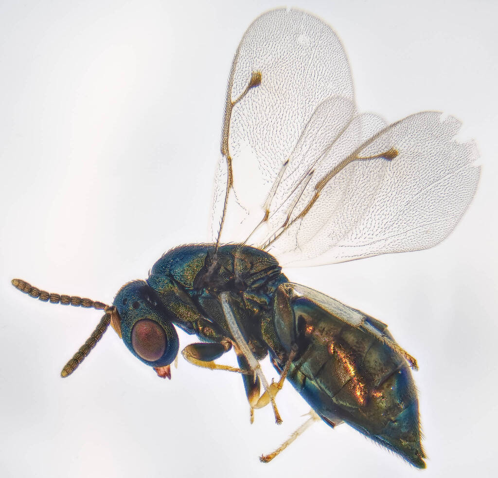 Cecidostiba fungosus