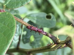 Trachelizini