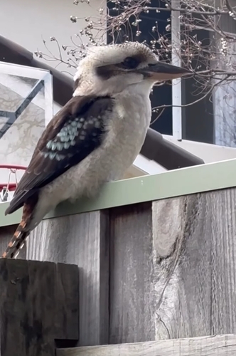 Laughing Kookaburra