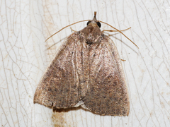 Authaemon stenonipha