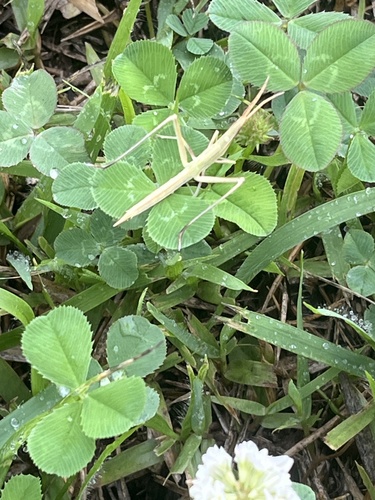 Oriental Longheaded Locust