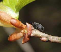 Orchestes mixtus