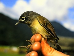 Pteruthius xanthochlorus pallidus