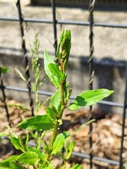 Rumex