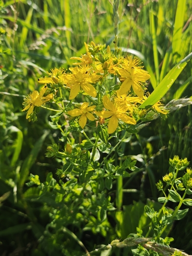 Common St. John's Wort