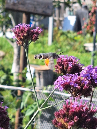 Eurasian Hummingbird Hawkmoth