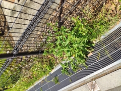 Rumex