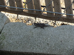 Sceloporus occidentalis