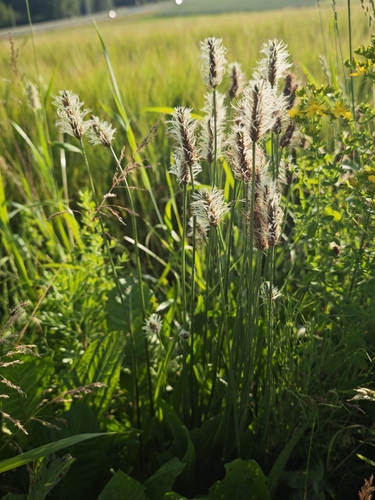 ribwort plantain