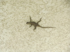 Sceloporus occidentalis