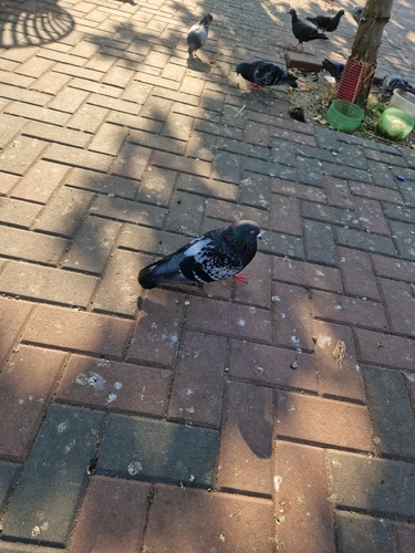 Feral Pigeon