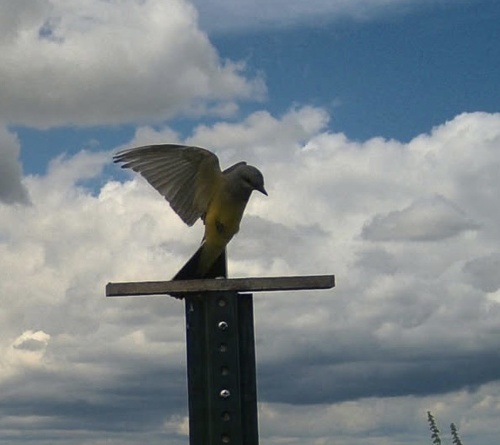Western Kingbird