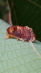 Pseudanapaea denotata