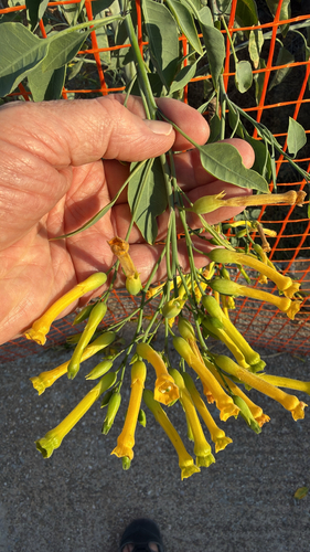 tree tobacco